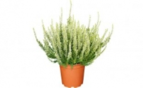Calluna 1.49 €