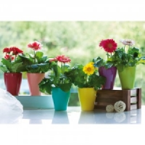 Gerbera 1.99&nbsp;&euro;