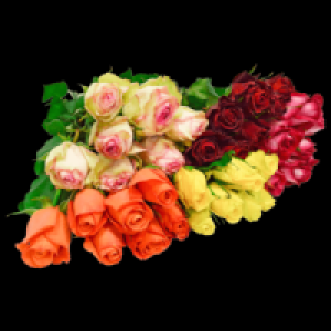 Premium Rosen 5.00 €