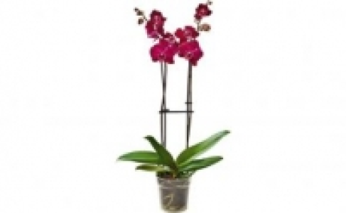 Schmetterlings-Orchidee 6.99&nbsp;&euro;