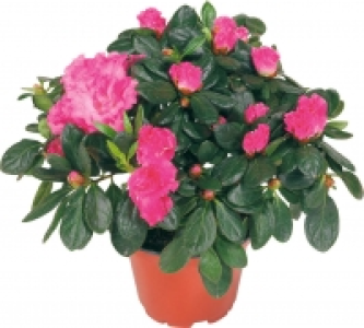 Azaleen 1.99 €