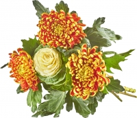 Kaufland  Deko Chrysanthemen m. Braccia