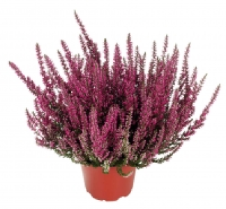 Sommerheide 1.19&nbsp;&euro;