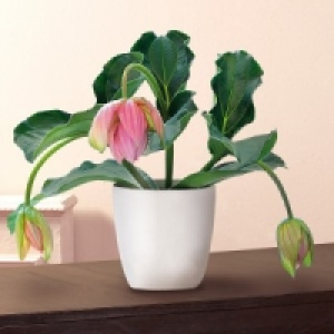 Medinilla magnifica 8.99 €