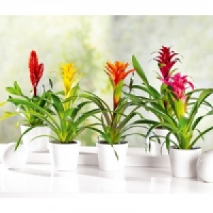 Bromelie 3.99 €