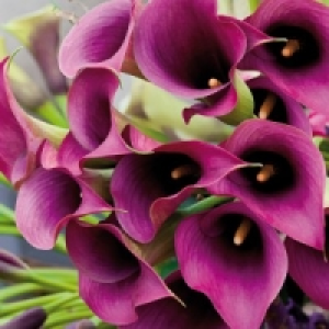 Calla Zantedeschia 4.99 €