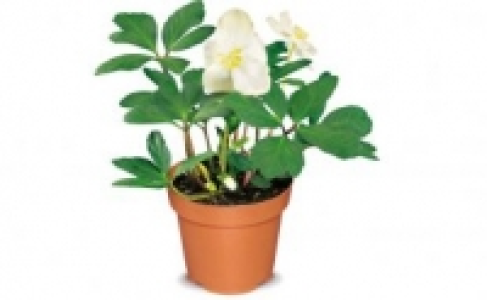 Christrose Helleborus 3.49&nbsp;&euro;