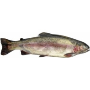 Lachsforelle 8.99 €