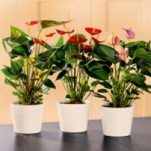 Flamingoblume 4.99 €
