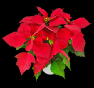 Fairtrade Weihnachtsstern 1.79&nbsp;&euro;
