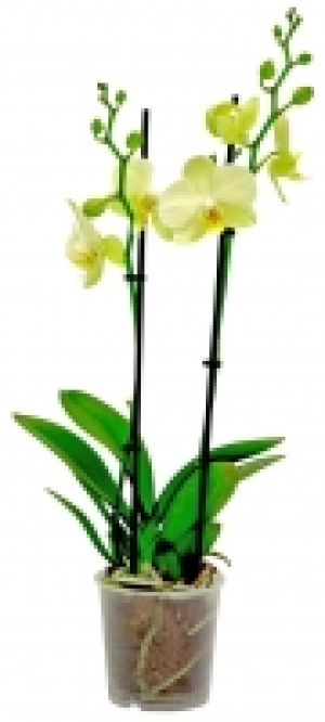 Schmetterlingsorchidee 2 Trieber 5.99 €