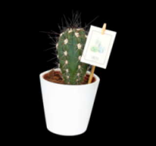 Kakteen 3.79&nbsp;&euro;