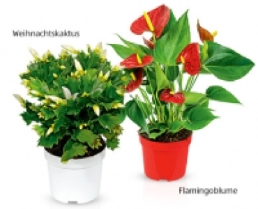 GARDENLINE®Weihnachtlicher Blühmix 2.79 €