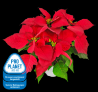 Fairtrade-Weihnachtsstern 1.79&nbsp;&euro;