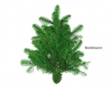 GARDENLINE®Tannengrün-Handbund 1.49 €