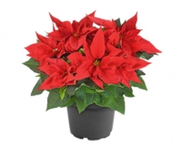 GARDENLINE®Weihnachtssternbusch 5.99 €