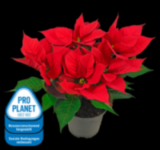 Fairtrade-Weihnachtsstern 2.49&nbsp;&euro;