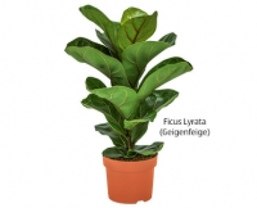 GARDENLINE®Grünpflanzen-Arrangement