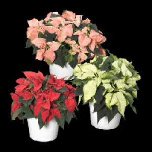 Weihnachtssternbusch 5.99 €