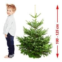 Real  Echter Weihnachtsbaum 100 - 125 cm, Premium Nordmanntanne, A-Qualität