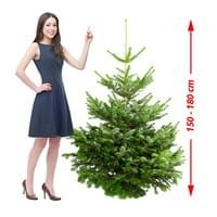 Real  Echter Weihnachtsbaum 150 - 180 cm, Premium Nordmanntanne, A-Qualität
