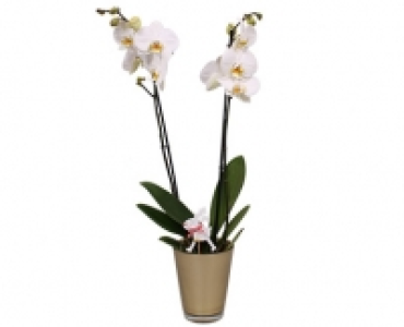 GARDENLINE&reg;Orchidee im Glastopf 7.99&nbsp;&euro;