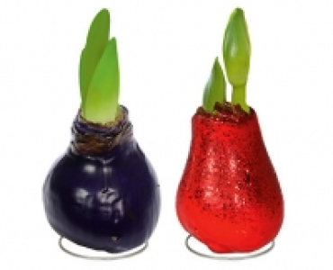 GARDENLINE®Amaryllis mit Wachsfuß 5.99 €