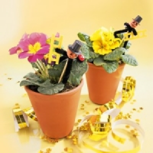 Silvesterprimel 0.99 €