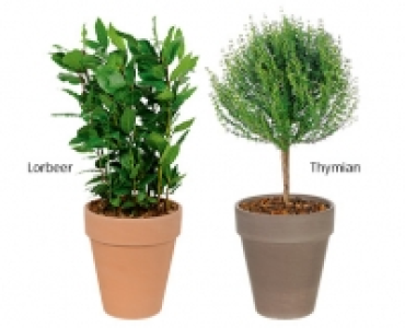 GARDENLINE&reg;Gew&uuml;rzst&auml;mmchen im Terrakottatopf 4.99&nbsp;&euro;