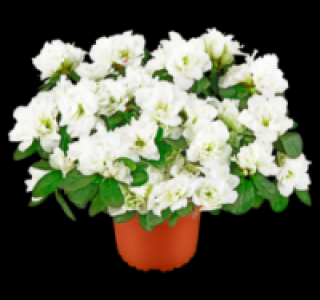 Azaleen 1.99 €