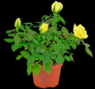 Mini-Bl&uuml;hpflanzen 0.99&nbsp;&euro;