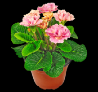 Primeln 0.99&nbsp;&euro;