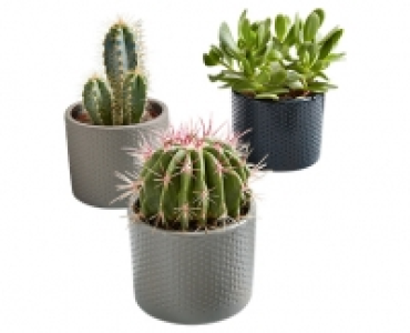 GARDENLINE®Kaktee oder Sukkulente 1.99 €