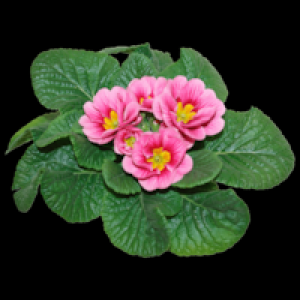 Primel 1 1.00&nbsp;&euro;