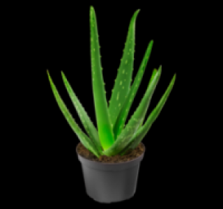 Gr&uuml;npflanzen 2.69&nbsp;&euro;