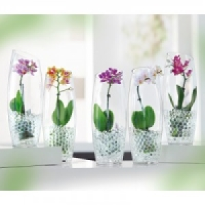 Mini-Phalaenopsis 4.99 €