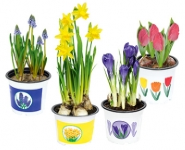 GARDENLINE®Zwiebelpflanze 1.29 €