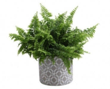 GARDENLINE&reg;Pflanze in Trendkeramik 4.99&nbsp;&euro;