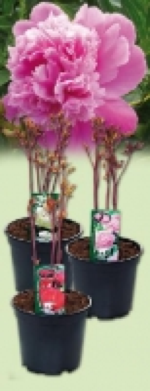 Pfingstrose 5.99 €