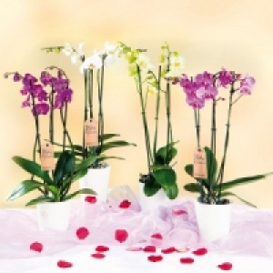 Orchidee Phalaenopsis 8.99 €