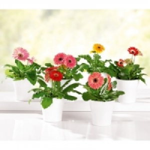 Gerbera 1.99&nbsp;&euro;