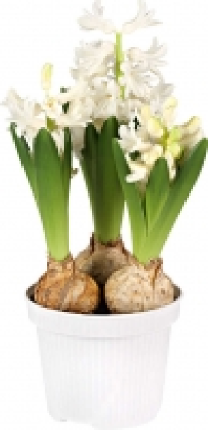 Hyazinthen 1.49&nbsp;&euro;