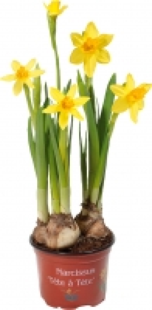 Narzissen 0.99&nbsp;&euro;