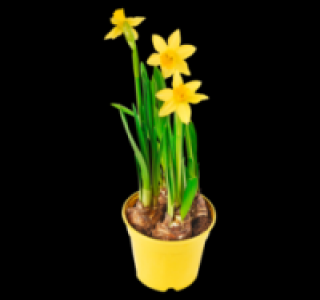 Narzissen 0.55&nbsp;&euro;