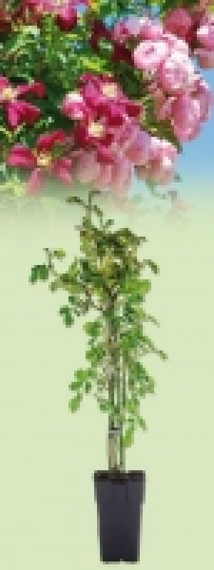 Kletterrose 4.49&nbsp;&euro;