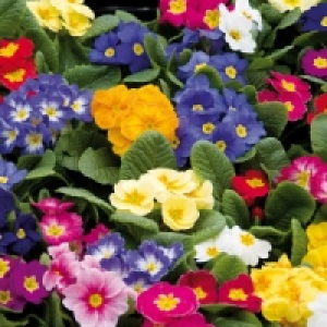 Primeln 2.99&nbsp;&euro;