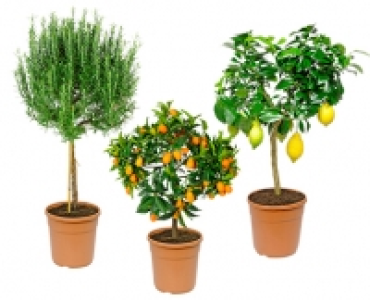 GARDENLINE&reg;Mediterranes St&auml;mmchen 16.99&nbsp;&euro;