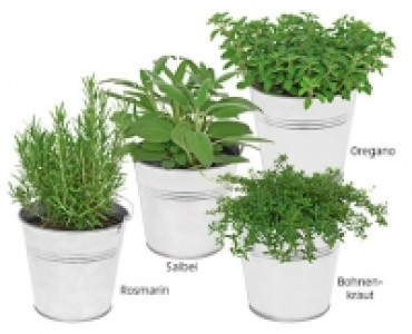 GARDENLINE&reg;Italienische Gew&uuml;rzkr&auml;uter 2.99&nbsp;&euro;