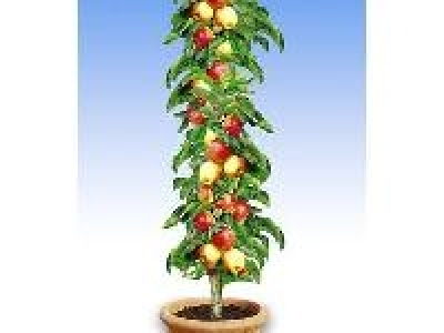 S&auml;ulen-Apfel Braeburn, 1 Pflanze