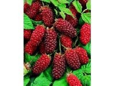 Tayberry, 3 Pflanzen